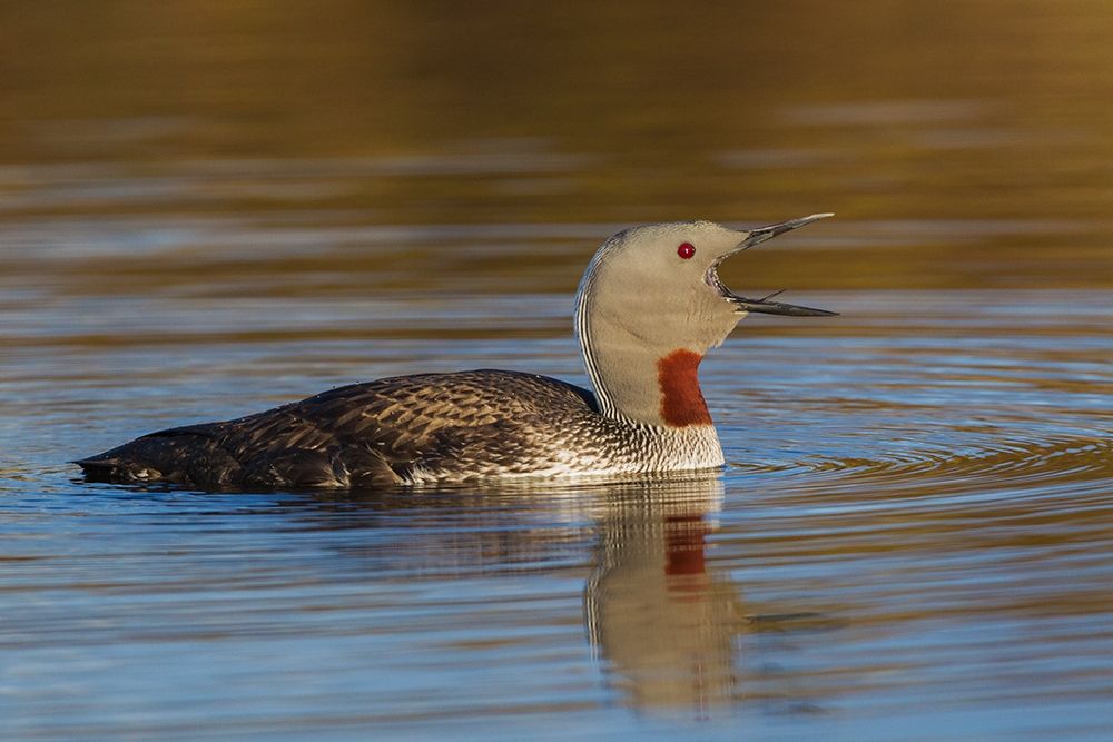Red-throated Loon Calling